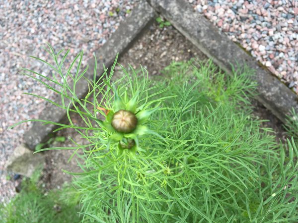 En knopp bland Annas blommor