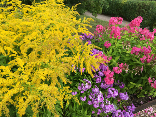 Gul växt och höstflox