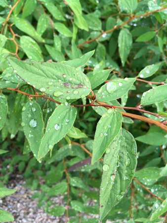 Gröna blad med regndroppar på