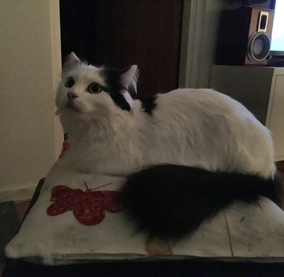 Citrus på kudden på min fotpall