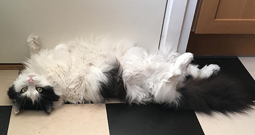 Lucifer ligger utanför skafferidörren