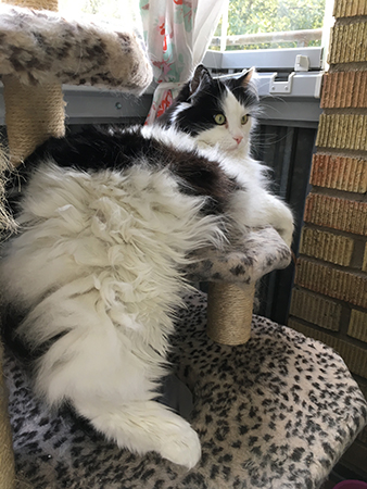 Lucifer på klätterpelaren