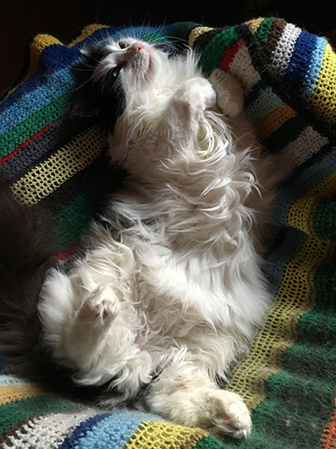 Lucifer på rygg i min skrivbordsstol