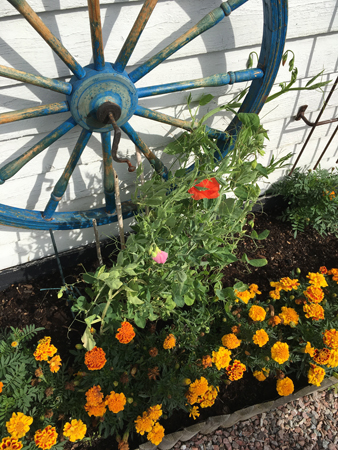 Luktärt och en vallmo vid Slottsväggen