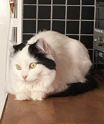 Citrus på ena köksbänken