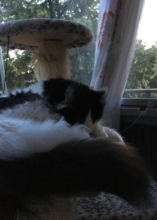 Lucifer sover på klätterställningen