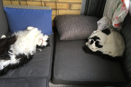 Tisslingarna på balkongsoffan