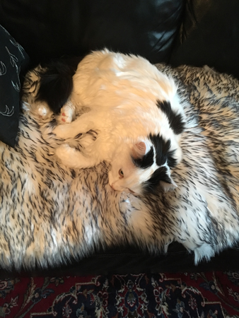 Citrus på fällen på soffan