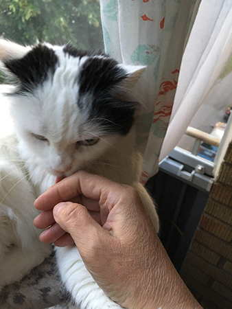 Citrus tvättar min hand