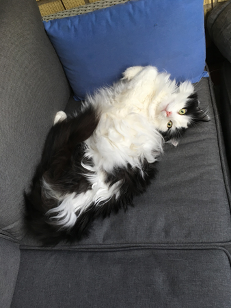 Lucifer på balkongsoffan med öppna ögon