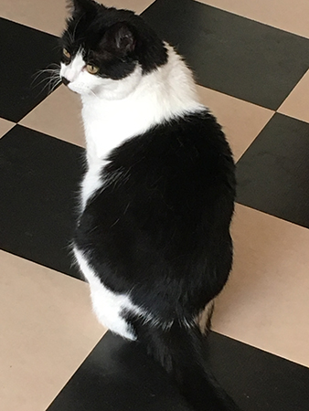 Mini på köksgolvet