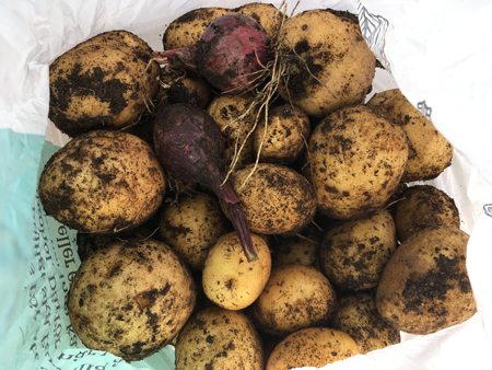 Potatis och två små rödlökar