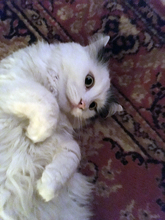 Citrus på Bokrumsmattan