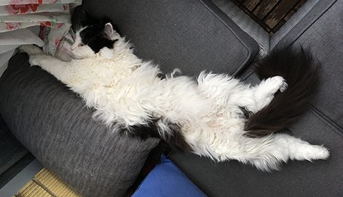 Lucifer i balkongsoffan