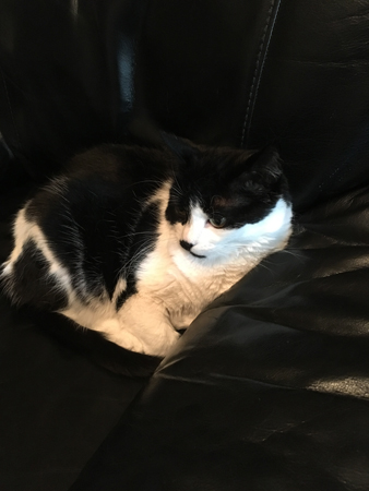 Mini i Annas fåtölj