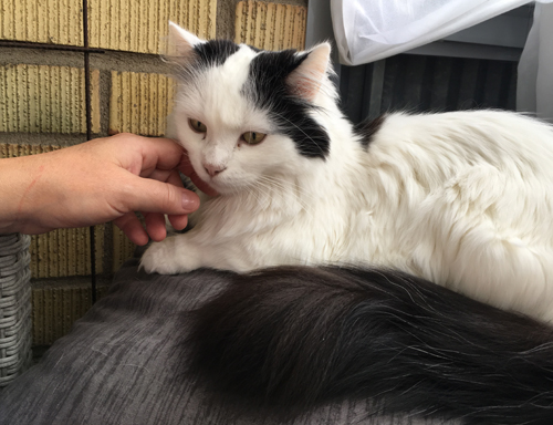 Citrus får gos av Anna