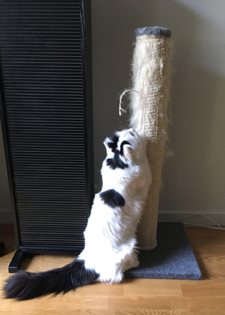 Citrus och klöspelaren