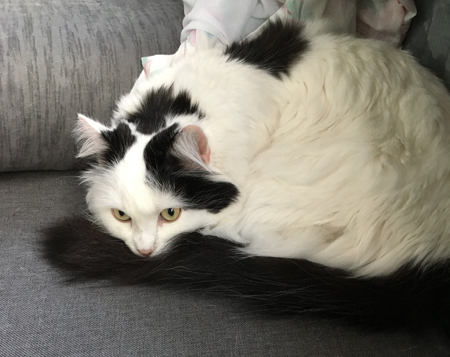 Citrus på balkongsoffan