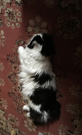 Lucifer på Bokrumsmattan