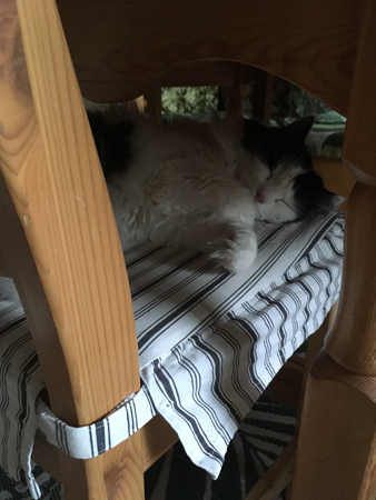 Lucifer sover på en av Annas köksstolar