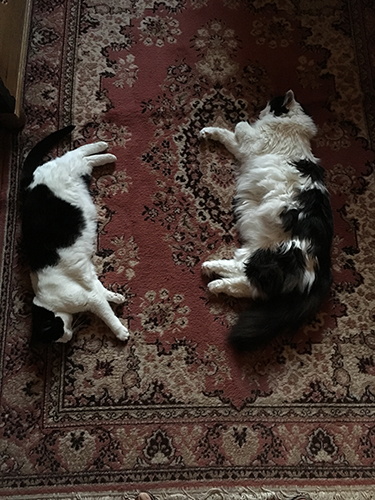 Mini och Lucifer på Bokrumsmattan