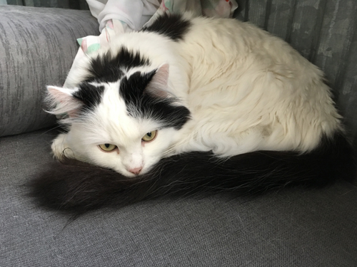 Citrus på balkongsoffan nära