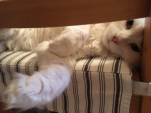 Citrus på en köksstol i Djungelrummet