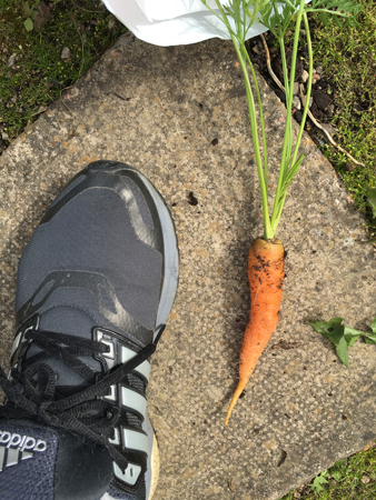 Min sko och en morot