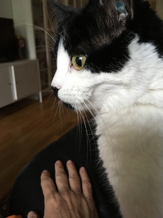 Mini på armstödet till bästefåtöljen