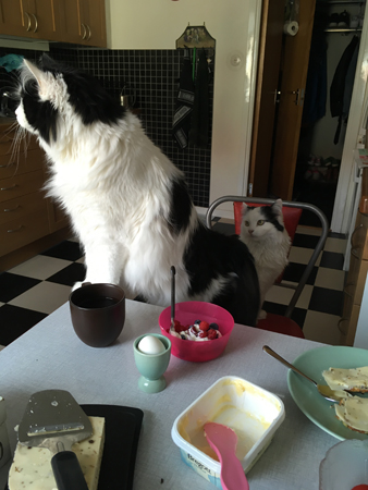 Lucifer och citrus vid vårt frukostbord