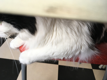 Lucifer under köksbordet