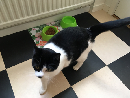 Mini på köksgolvet