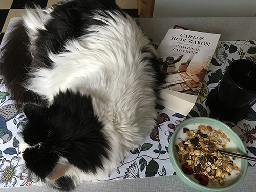 Stor katt bok kaffe yoghurt och litet köksbord Stor katt bok kaffe yoghurt och litet köksbord