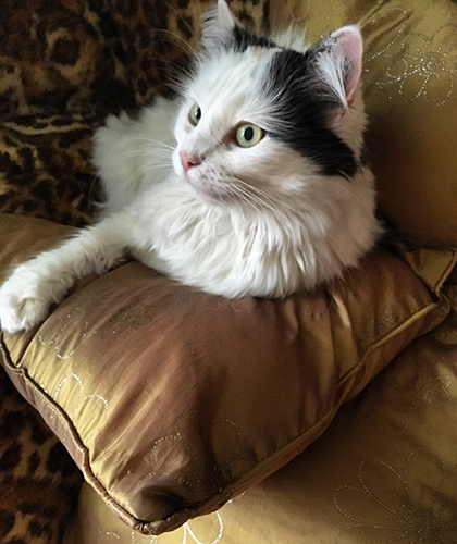 Citrus på sidenkuddar tittar åt sidan