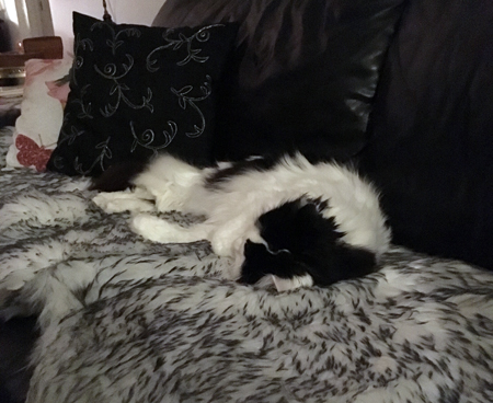 Lucifer på fällen på soffan Lucifer på fällen på soffan