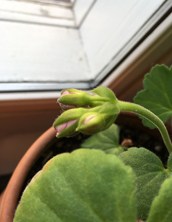 Pelargonknopp
