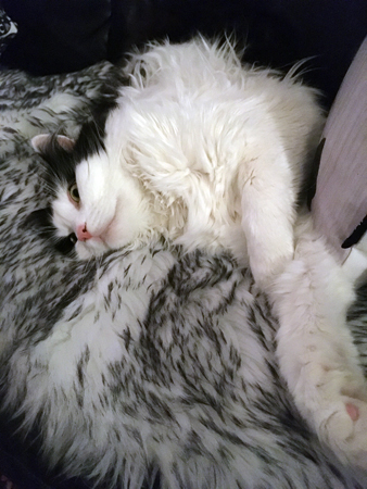 Lucifer sover med öppna ögon