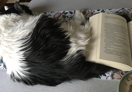 Boken mot Lucifers rumpa