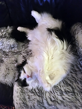 Lucifer på rygg tittar