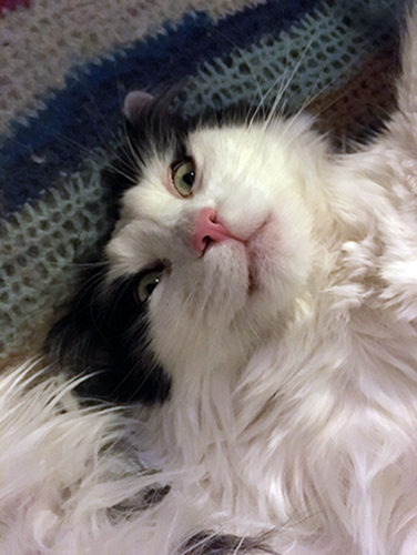 Lucifer ser galen ut Lucifer ser galen ut