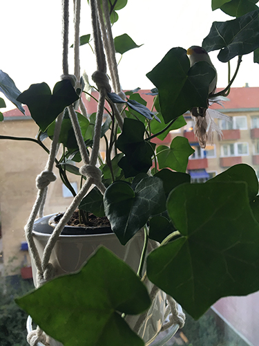 Murgröna i Djungelrumsfönstret