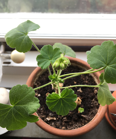 Pelargonknopp 2