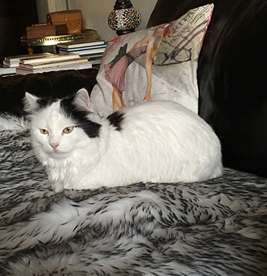 Citrus på fällen i soffan