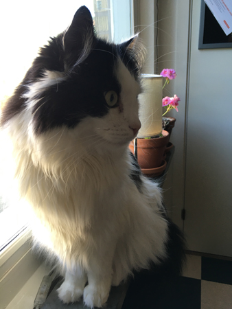 Lucifer i köksfönstret