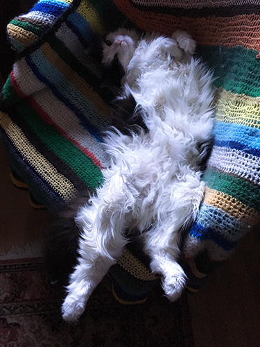 Lucifer sträcker ut sig i skrivbordsstolen