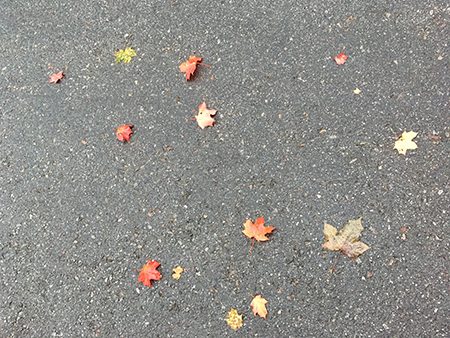 Flera höstlöv på asfalt Flera höstlöv på asfalt