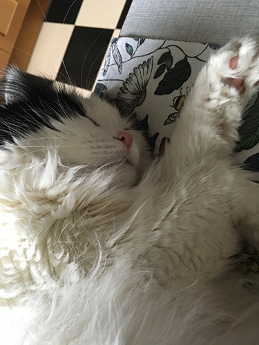 Lucifer sover på köksbordet