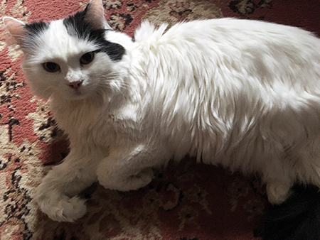 Citrus på Bokrumsmattan