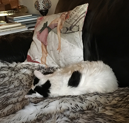 Citrus på fällen i soffan vänder ryggen mot