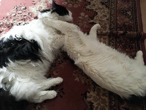 Lucifer tvättar Citrus